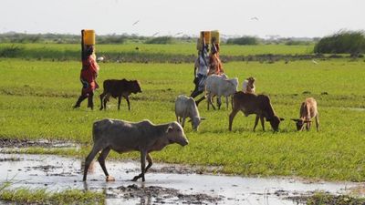 'My Cow, My Choice': Kenyan farmers resist livestock vaccination campaign