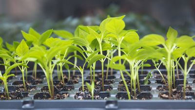 I grew crops for a Michelin-starred restaurant for years – these are the 9 vegetables I always plant in February