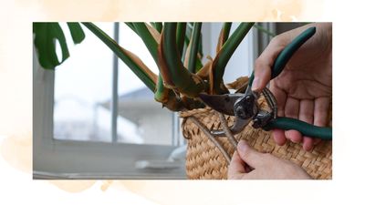 How to cut Monstera aerial roots without causing damage, according to horticulture experts