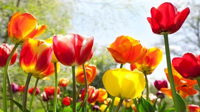 This deadly disease could destroy your spring blooms – expert advice for how to combat tulip fire and prevent it from ever coming back