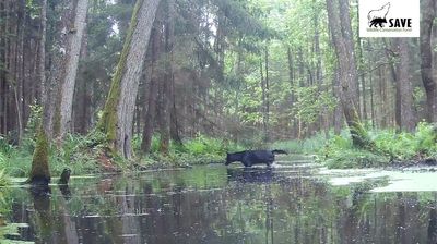 Researchers stunned as pair of rare black wolves caught on camera in Polish forest