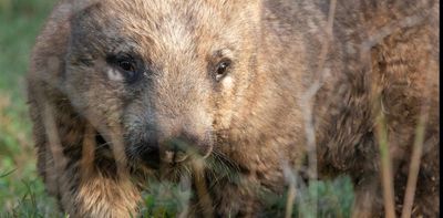 The Nullarbor is riddled with wombat and rabbit warrens. Scientists are watching them from space