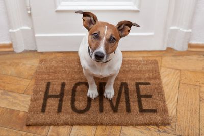 Rise in couples looking to include pets in cohabitation agreements