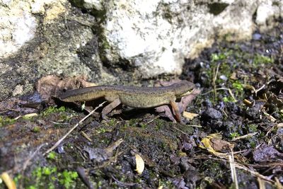 Toads on the road! Volunteers prepare for amphibian migration season