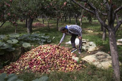 ‘Our lifeline’: Kashmiris fear losing orchards, land to mega Modi projects