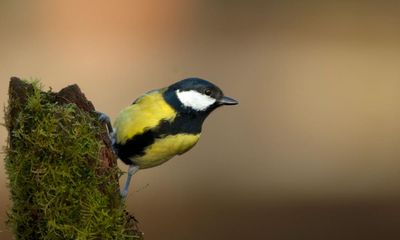 Country diary: A burbling blackbird, an early great tit – the sounds of spring are starting to happen