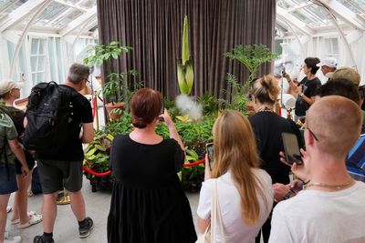 Australia holds its nose for the 3rd rancid bloom of a rare corpse plant in 3 months