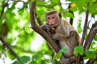 Sri Lankan government blames monkey for nationwide power cut