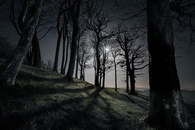 ‘Breathtaking’ tree image among winners of national park night skies contest