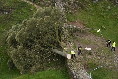 Trial date set for Sycamore Gap tree accused
