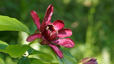 How to grow sweetshrub – an unusual flowering plant that dates back to the time of the dinosaurs