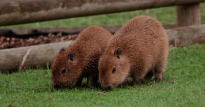 Edinburgh Zoo welcomes pair of adorable Capybaras in time for half term