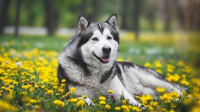 Alaskan Malamute: An ancient dog breed that is built to tackle the most challenging conditions