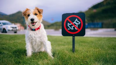 Dog ownership laws and pet rules in the US: What you need to know