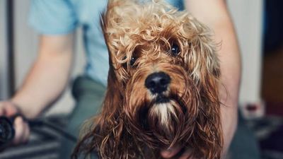 5 dog coat types and how to care for them