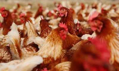 There’s a new outbreak of bird flu in Australia. Here’s what you need to know