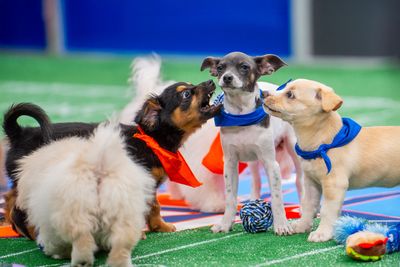 How "Puppy Bowl" wins the Big Game day