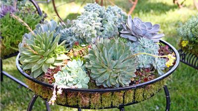 Can you grow succulents outdoors? Experts reveal how to add these desert beauties to your backyard landscape