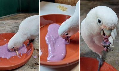 Cockatoos show appetite for dips when eating bland food, find scientists