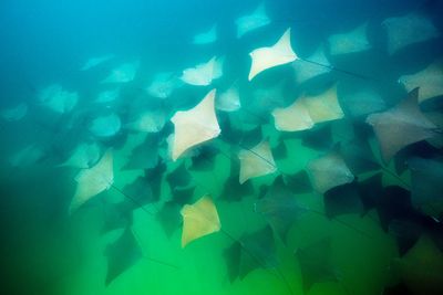Scientists solve mystery of ray tails