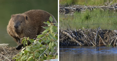 “Beavers Know Best”: People Stunned As Animals Complete Project Government Couldn’t In 7 Years