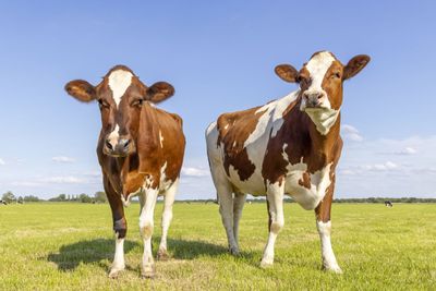 Cattle Futures Prices Drop from Record Highs, But Bulls May Still Have Legs