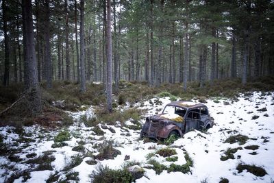 ‘Feral’ pigs ‘illegally’ let loose in the Cairngorms, park authority says