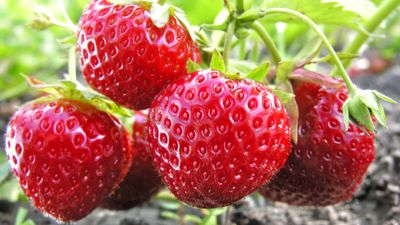 Want earlier harvests and a longer season of delicious fruits? Here's all you need to know about forcing strawberries