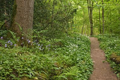 Wildlife-rich woods that stimulate the senses boost wellbeing, major study shows