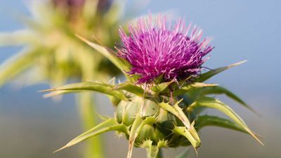 How to identify and get rid of milk thistle – gardening experts reveal ways to tackle this spiky weed