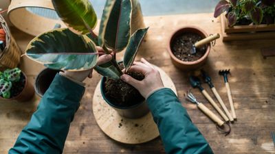 Best eco-friendly houseplant tools – 9 ways to protect your indoor plants from microplastics