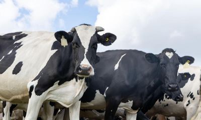 Conspiracy theory on methane-cutting cow feed a ‘wake-up call’, say scientists