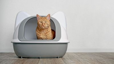 Diarrhea in cats: Vet's guide to what's normal and not