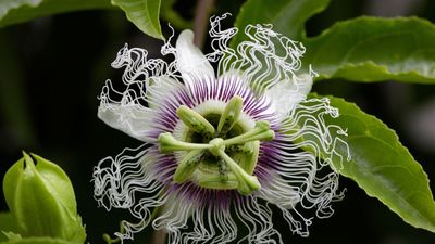 Can you grow passion flowers indoors? A plant breeder reveals how to add a touch of the tropics to your home with exotic, flowering vines