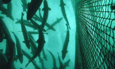 Seafood firm offers bounty to catch 27,000 escaped salmon off Norway