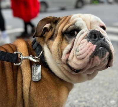 ‘An underground thing’: what happens to a pet when its owners are targeted by immigration raids?