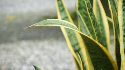 Snake plant leaves curling? I discovered the cause behind this common problem and fixed it – here's how you can get your plant to grow straight again, too