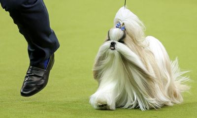 Westminster confidential: sequins, spectacle and the smell of 2,500 dogs