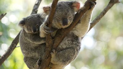 'Preferred' koala park opens door to major logging