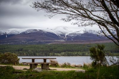 Experts working to trap illegally released ‘feral’ pigs in the Cairngorms