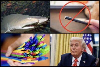 Trump Insists Plastic Straws Don't 'Affect Sharks' in Odd Defense While Signing Order to Eliminate Paper Straws