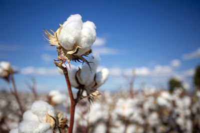 Is Cotton Cheap at Below 70 Cents per Pound?