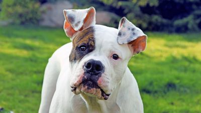 American Bulldog: A strong muscular, loyal dog breed that was originally bred for farm work