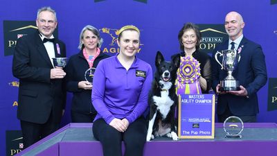 Border Collie Vanish wins the Masters Agility Championship at Westminster Kennel Club Dog Show