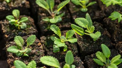 What is a soil blocker? Plant pros explain how to use this ingenious tool, and how 'air pruning' can give your plants healthier roots