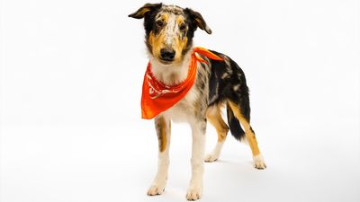 Up-for-adoption Team Fluff win the Puppy Bowl XXI after a closely-fought contest