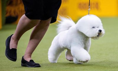 Monty the giant schnauzer named Westminster’s best in show – as it happened