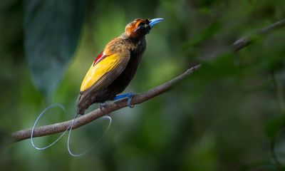 Many birds-of-paradise species emit light through their plumage, study finds