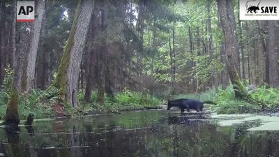 Pair of very rare black wolves spotted on trail cameras in Poland stun researchers