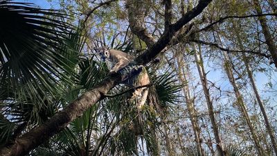 Giant Florida panther captured by wildlife officials is heaviest on record